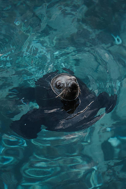 istock a seal peeks out of the water 2243447696
