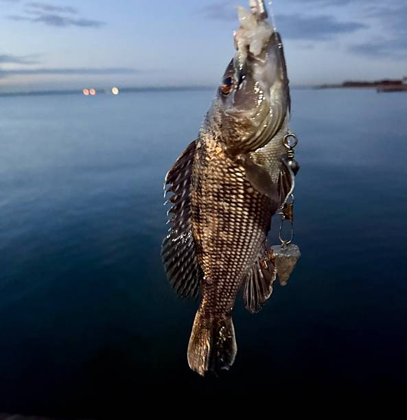 Back Sea Bass ,Fishing ,Sport, Night, Atlantic Ocean,Cooking, dinner, Food, fishing line, hook, led weight, fishing  Rod , lights .dawn , daybreak, lifeguard, COASTGUARD,  Commercial Marine Rescue, merchant ships.