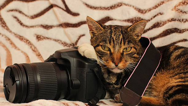 istock Striped Cat Resting Its Paw and Head on a Camera, Lying on a Zebra Blanket – Adorable Look Cat Doing Photography 2243450228