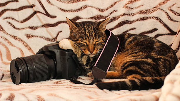 istock Striped Cat Sleeping on a Camera with a Zebra Blanket Background – Relaxing and Adorable Pet Moment 2243450229
