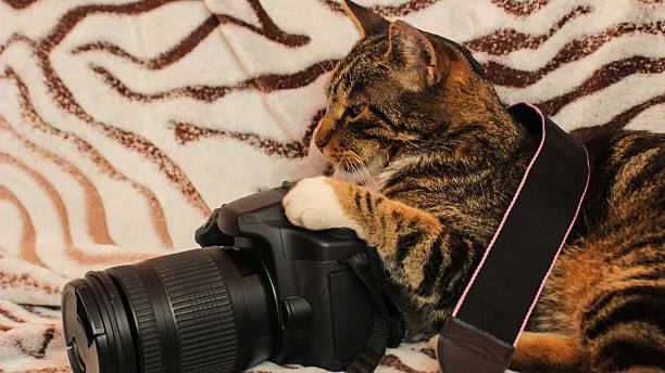 istock Striped Cat Resting Its Paw and Head on a Camera, Lying on a Zebra Blanket – Adorable Look Cat Doing Photography 2243450236