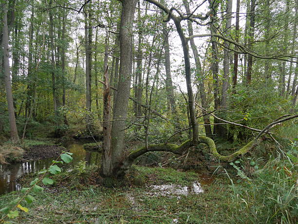 istock Marsh forest in De Meinweg National Park 2243451838