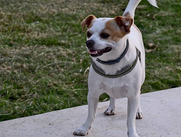 white pup exploring neighborhood park, energetic small dog standing on sidewalk during sunny walk