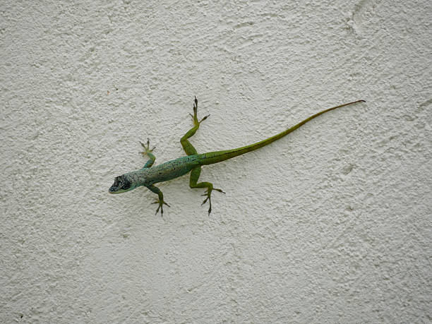 istock Green little lizard walking on a white house wall 2243454491