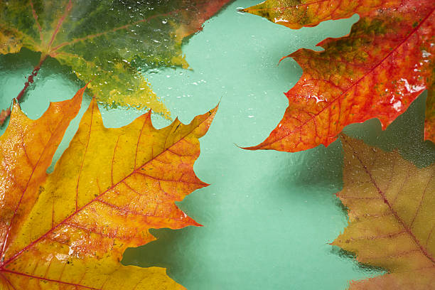 In this image, various autumn leaves are elegantly arranged on a light green background, showcasing their vivid colors and textures, perfect for conveying the beauty of the season in a stylized manner.