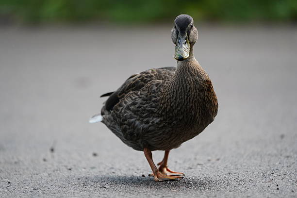 A female mallard duck (Anas platyrhynchos) walking on asphalt looking at camera.