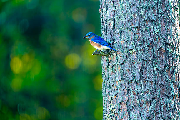 istock Eastern Bluebird with Insect on Pine Trunk, Copy Space 2243455808