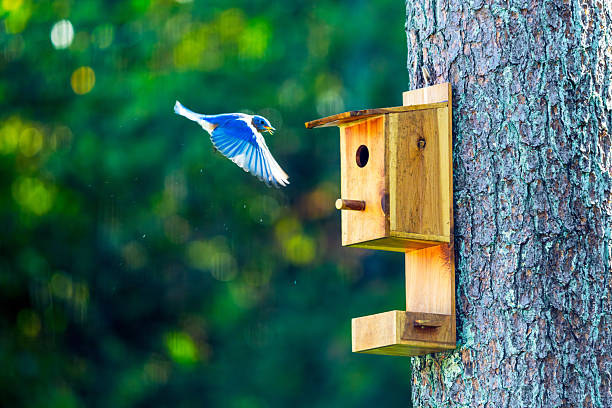 Male Eastern Bluebird flies toward a pine-mounted nest box with wings spread, against soft green bokeh and wide copy space.