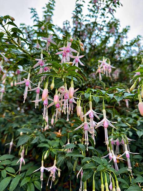 istock Pale pink fuchsia flowers hanging from shrub 2243455968