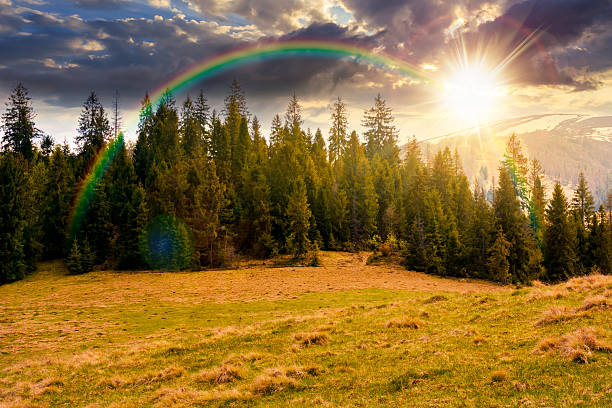 istock mountain landscape with spruce forest in spring at sunset 2243458294
