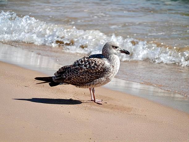 Sea bird soaring over water