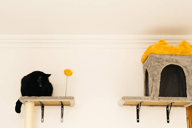 istock Black cat resting in a kennel hooked on the wall 2243459259