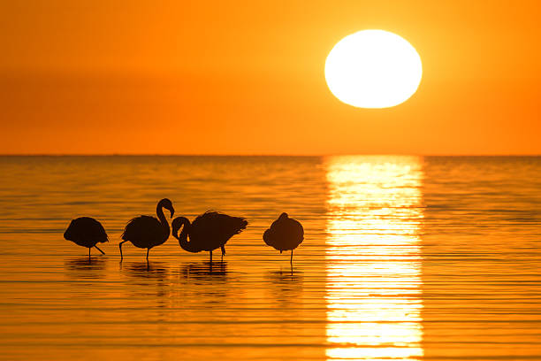 istock Colorful sunset with flamingo - parina 2243460056