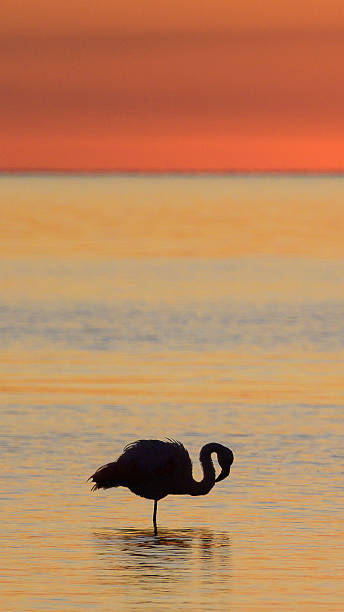 istock Colorful sunset with flamingo - parina 2243460071