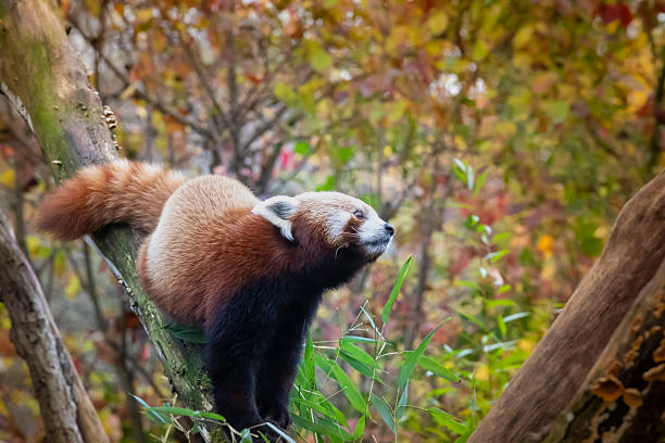 Red panda in zoo during autumn season