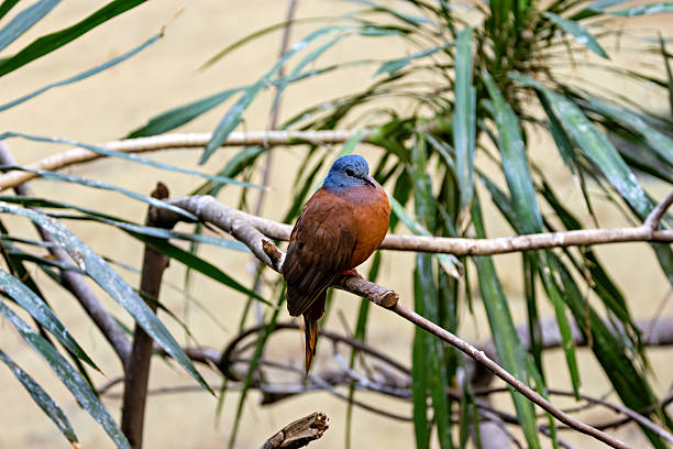 A medium-sized African dove with a distinctive bluish-grey head contrasting with its overall rufous-brown and vinous plumage.