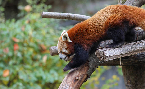 istock Red panda in Munich zoo 2243460736