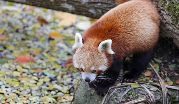 istock Red panda in Munich zoo 2243460739