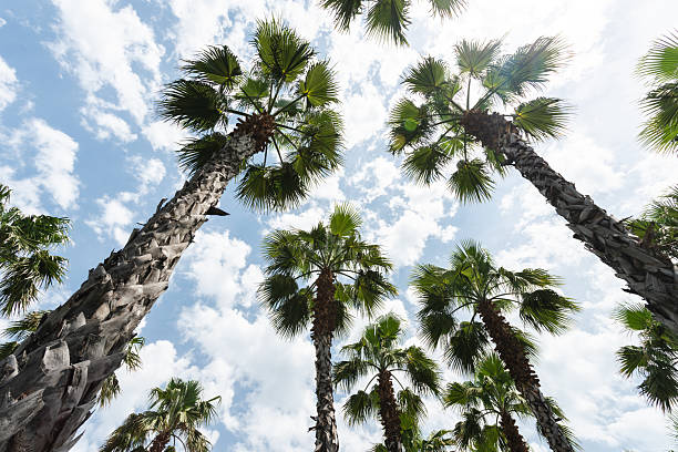Tall palm trees reach toward a clear blue sky, their fronds creating a tropical canopy. A bright, sunny scene ideal for nature, travel, and outdoor adventure themes.