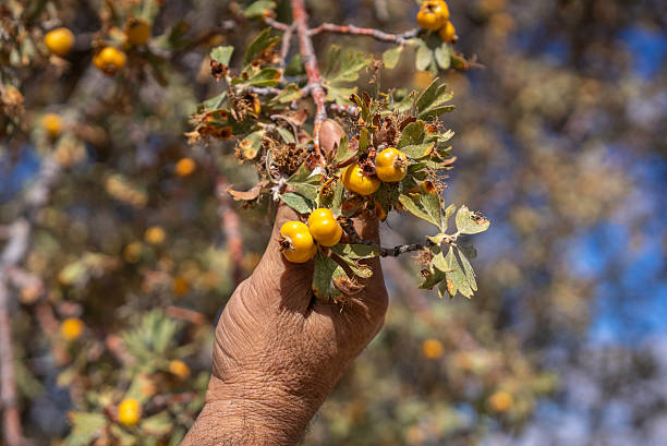 Farmer hand Harvesting Hawthorn