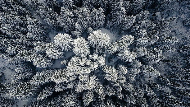 istock Winter forest aerial view with snow-covered trees 2243461676