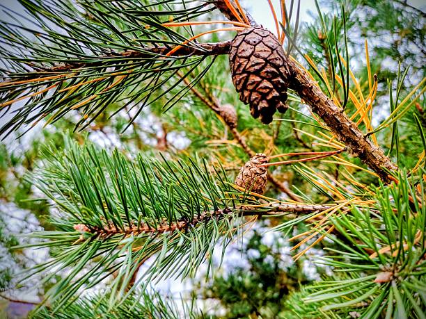 A closeup on new shoots of fir with buds