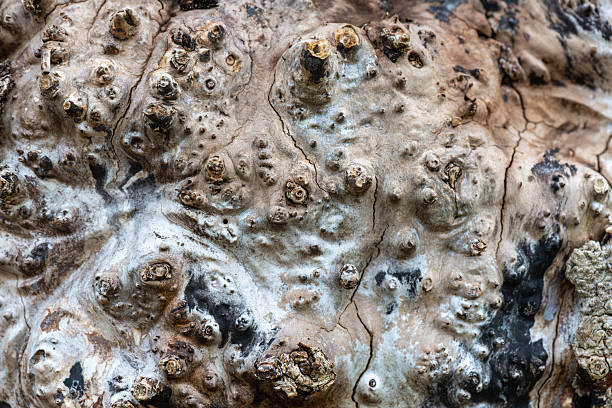 The trunk of a dying Ash tree (fraxinus excelsior) with missing bark, making a natural background.