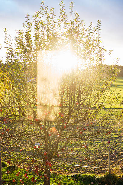 Apple trees with red fruit in orchard backlit by golden sunset light.