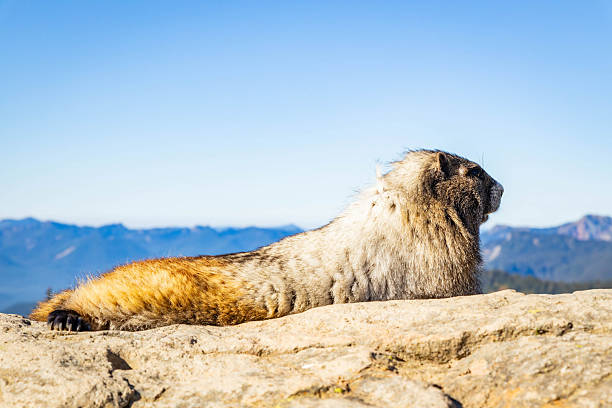 A Hoary Marmot in Manning Park 1998. From old film stock.