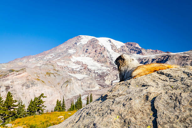 Above tree line, a wild marmot overlooks the glaciers and snow fields on Mount Rainier in Mount Rainier National Park, Washington State.