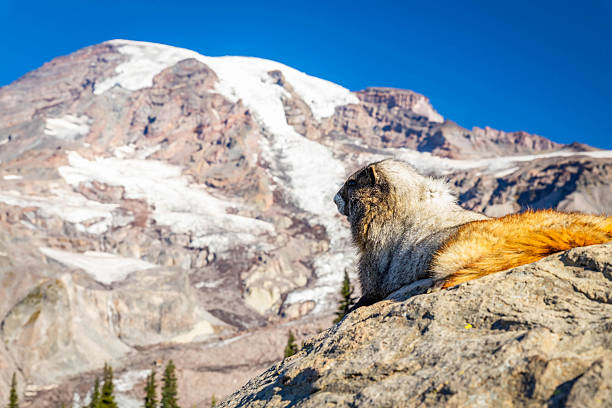 This Hoary Marmot (Marmota caligata) is sunning on a rock in the Paradise Meadows at Mount Rainier National Park, Washington State, USA.