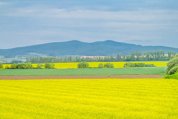 Raps, Rapeseed fields in full bloom with bright yellow flowers under clear blue sky, agricultural landscape united in geometric patterns, representing farming, rural scenery, spring season cultivation