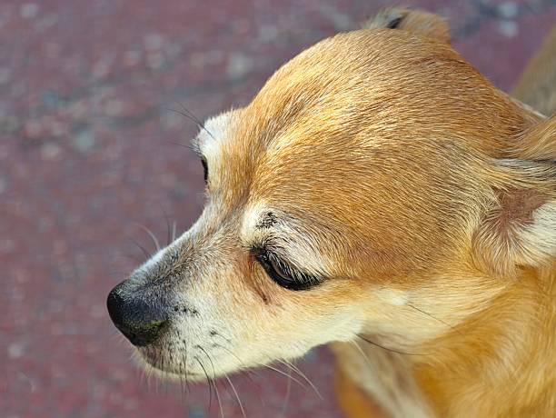 Close-up of one cute small brown puppy.