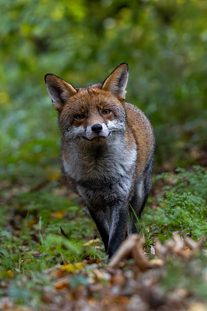 istock Relaxed red fox in woodland looking at the camera curiously and playfully 2243472297