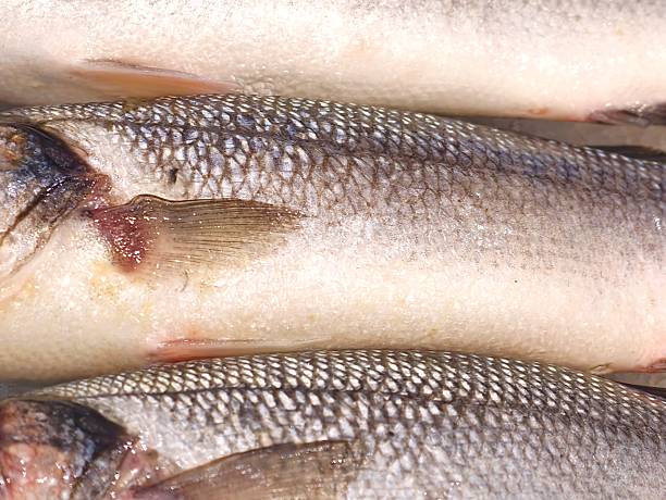 istock display of chilled whitefish fillets arranged systematically for industrial food processing 2243476946