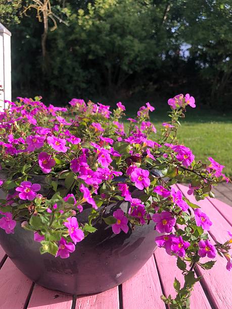 istock Summer plant with pink flowers 2243479983