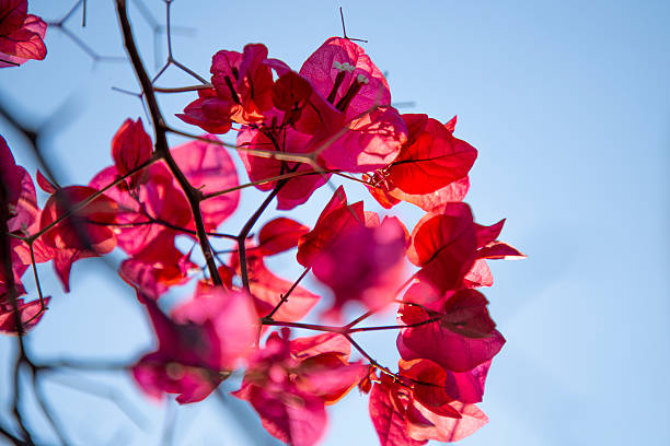 Bougainvillea (Bougainvillea spp.) is a vibrant climbing plant known for its colorful bracts, drought resistance, and popularity in Mediterranean landscapes. The image shows vivid pink and red bougainvillea flowers illuminated by sunlight, set against thin branches and a clear blue sky in Antalya. It can be used for travel content, floral design, nature blogs, Mediterranean lifestyle themes, or promotional materials related to tourism and outdoor beauty.
