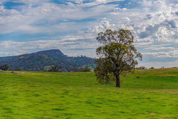 istock Rolling hills and gum trees in the Riverina Countryside 2243489439