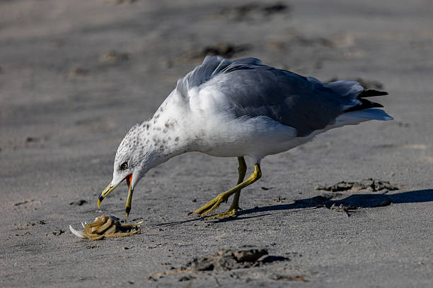 Sea gull on the beach with a crab