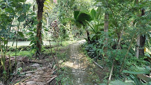 istock Tropical Garden Pathway Surrounded by Lush Green Vegetation and Palm Trees 2243490984