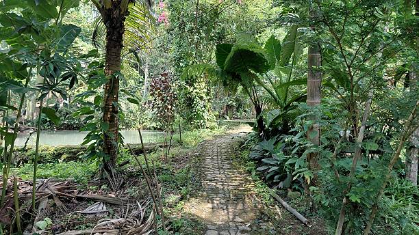 istock Tropical Garden Pathway Surrounded by Lush Green Vegetation and Palm Trees 2243490987