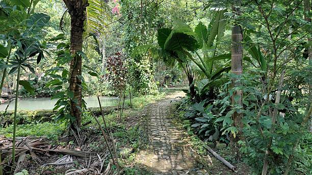 istock Tropical Garden Pathway Surrounded by Lush Green Vegetation and Palm Trees 2243490992