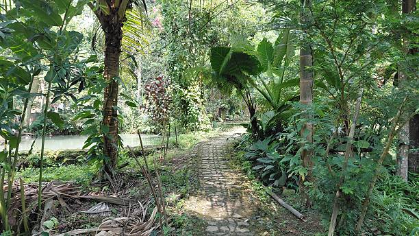 istock Tropical Garden Pathway Surrounded by Lush Green Vegetation and Palm Trees 2243491002