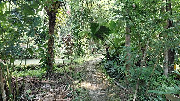 istock Tropical Garden Pathway Surrounded by Lush Green Vegetation and Palm Trees 2243491016