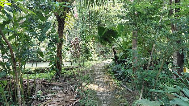 istock Tropical Garden Pathway Surrounded by Lush Green Vegetation and Palm Trees 2243491024
