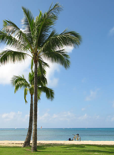 An idyllic tropical beach scene captures a Cocos nucifera palm tree standing tall against a clear blue sky with soft clouds, surrounded by greenery, and an inviting ocean expanding to the horizon.