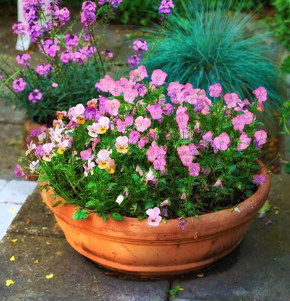 A patio garden scene showcasing a terracotta pot filled with vibrant pink and lilac pansies (Viola tricolor). Flanked by purple garden flowers and blue grass (Festuca glauca), it evokes charm and beauty.