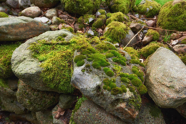 Lush green moss (Bryophyta) blankets weathered stones in this detailed image, highlighting organic shapes and textures. The moss thrives across the surface, providing vibrant greenery in a peaceful and natural outdoor setting.