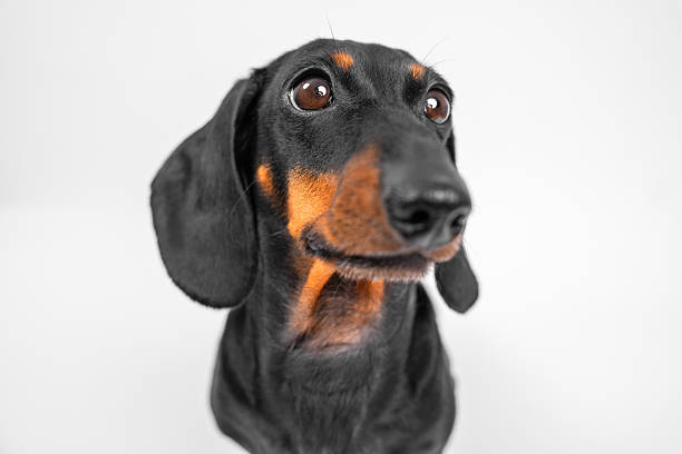 istock Curious dachshund portrait with attention on white background 2243493668