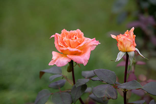 A delicate pink rose in full bloom stands out against a soft green garden background. The flower’s vibrant petals and gentle texture are beautifully contrasted by the dark green leaves. The image conveys elegance, romance, and the timeless beauty of nature.